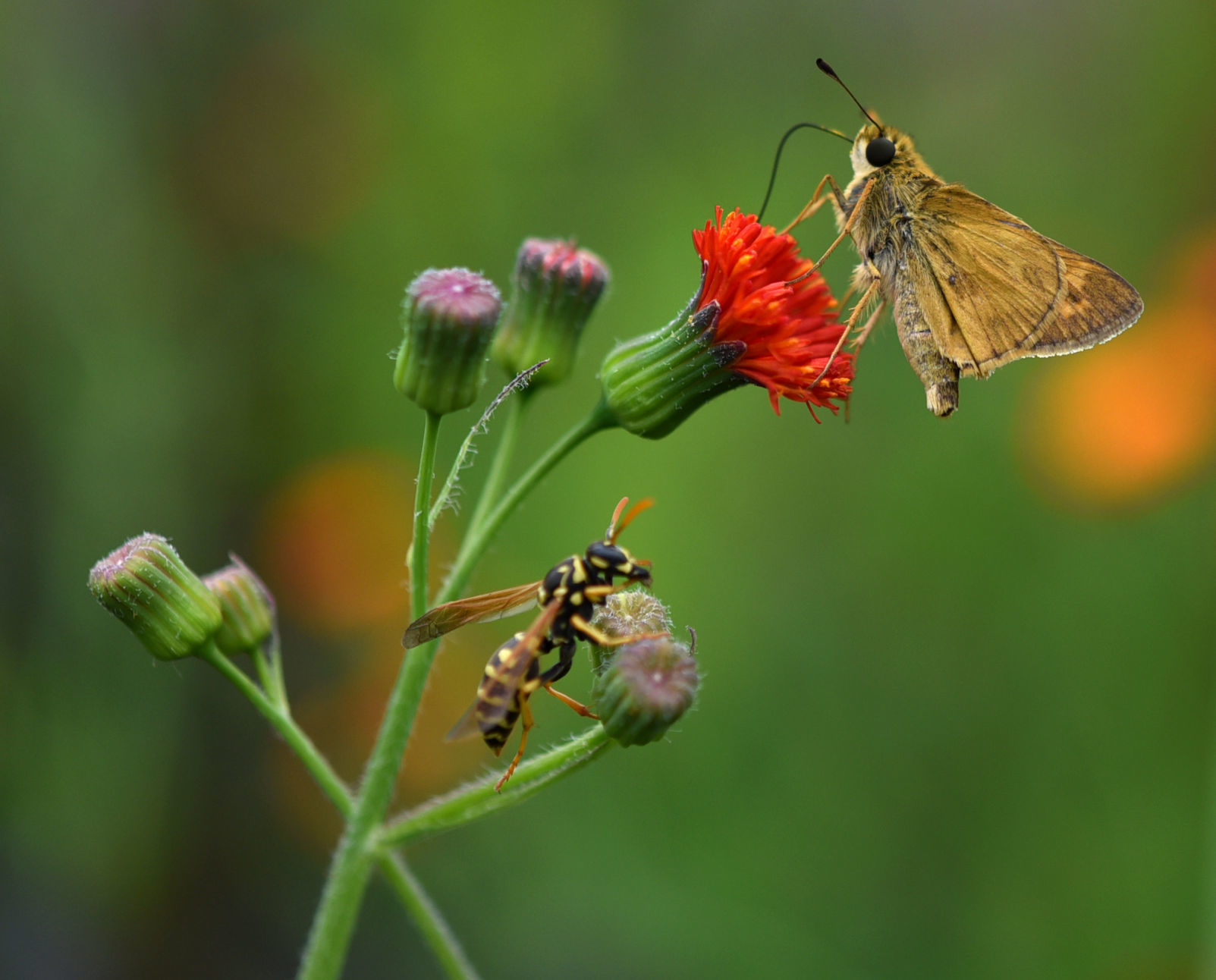 Pollinators